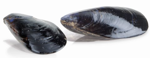 Urządzenie do płukania i mycia małży wsad 18 kg 400V Resto Quality FPC309